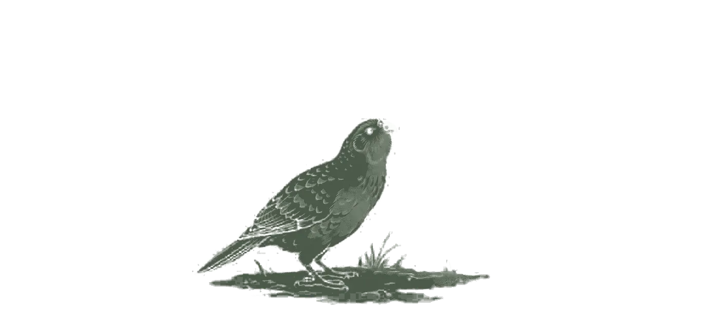 A kakapo, the flightless green parrot, standing on bare ground in profile, printed in the site's woodblock style.