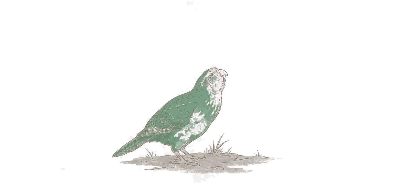A kakapo, the flightless green parrot, standing on bare ground in profile, printed in the site's woodblock style.